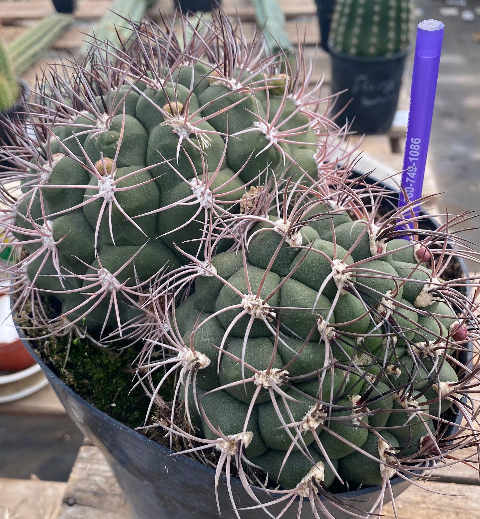 #EC223 EXACT Gymnocalycium Saglione Ornamental Cactus-Cactus - Large - Exact-The Succulent Source