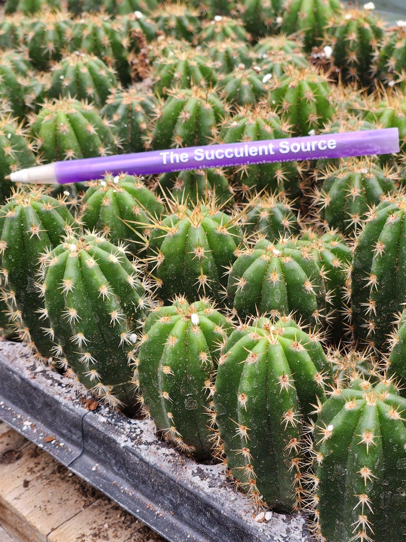 #EC225 EXACT Trichocereus Hybrid Zelly X Colossus Ornamental Cactus-Cactus - Large - Exact-The Succulent Source