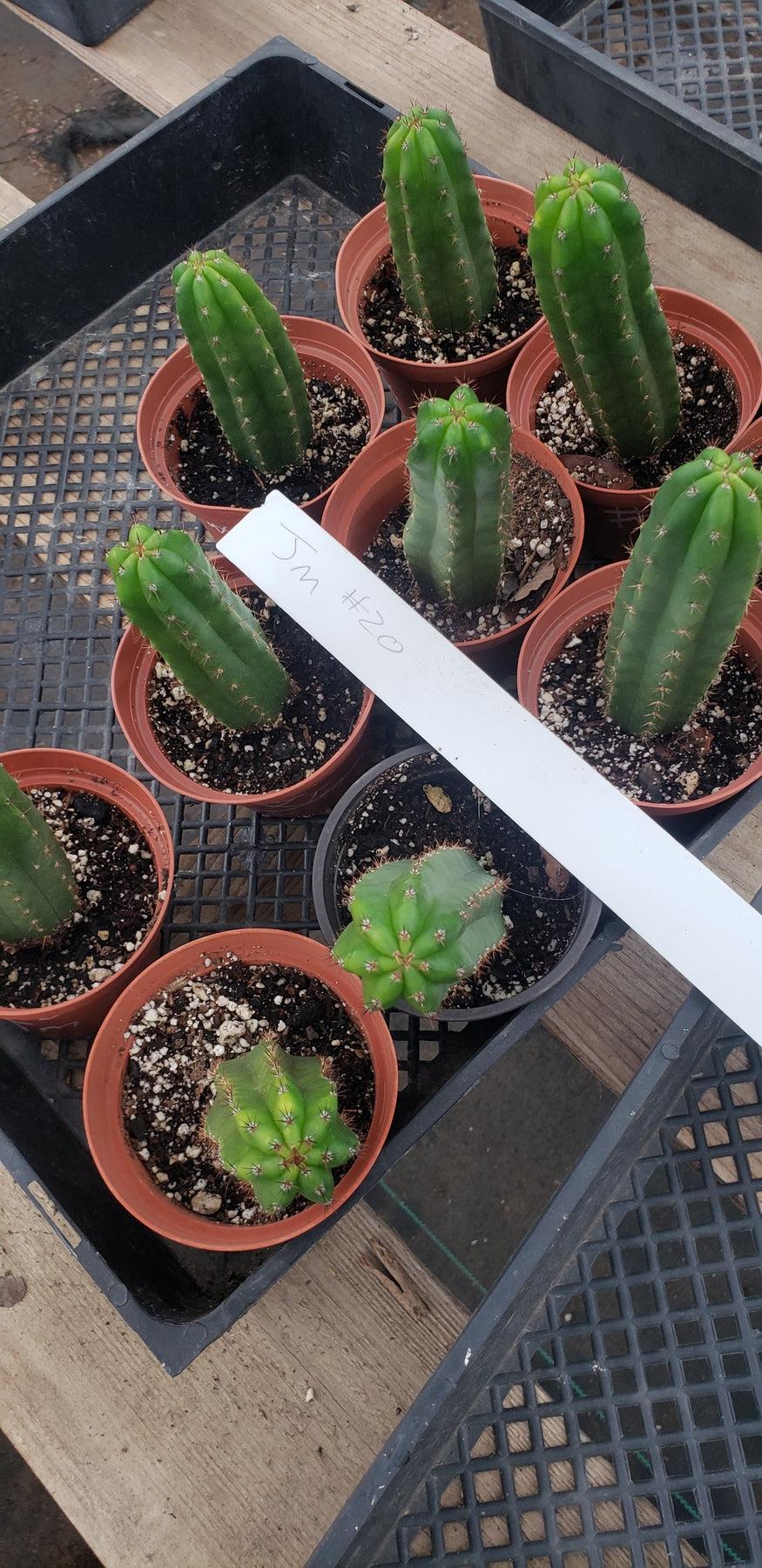 #EC229 EXACT Trichocereus hybrid Pachanoi Sheridan X Pachanoi Wairoa Cactus potted 3-5"-Cactus - Large - Exact-The Succulent Source