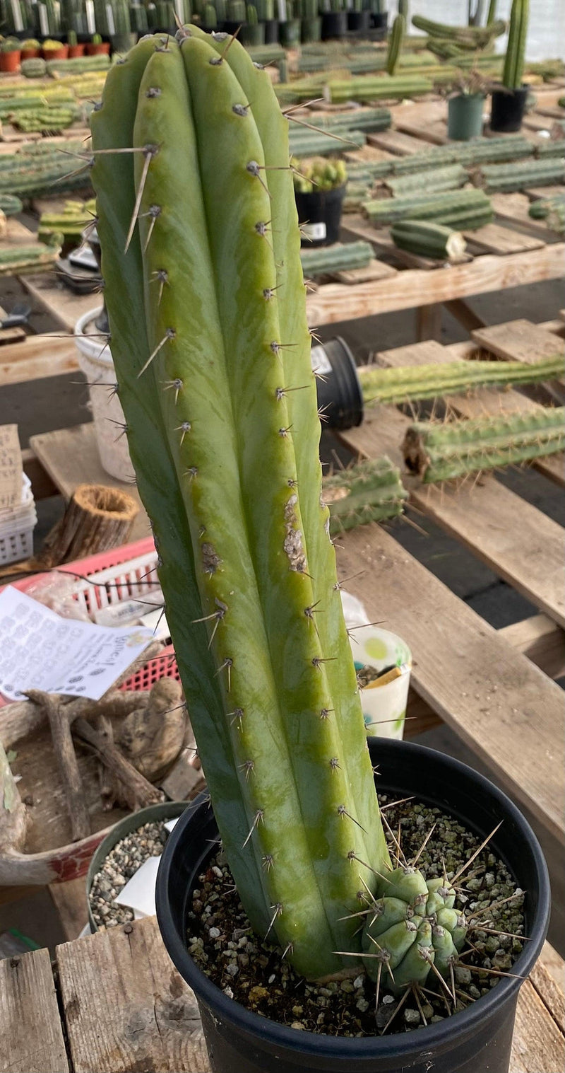#EC241 EXACT Trichocereus Ornamental Cactus 14.5"