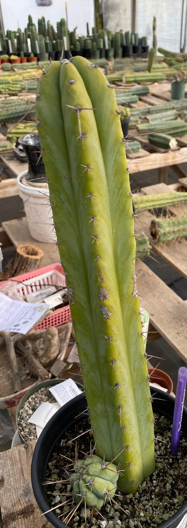 #EC241 EXACT Trichocereus Ornamental Cactus 14.5"
