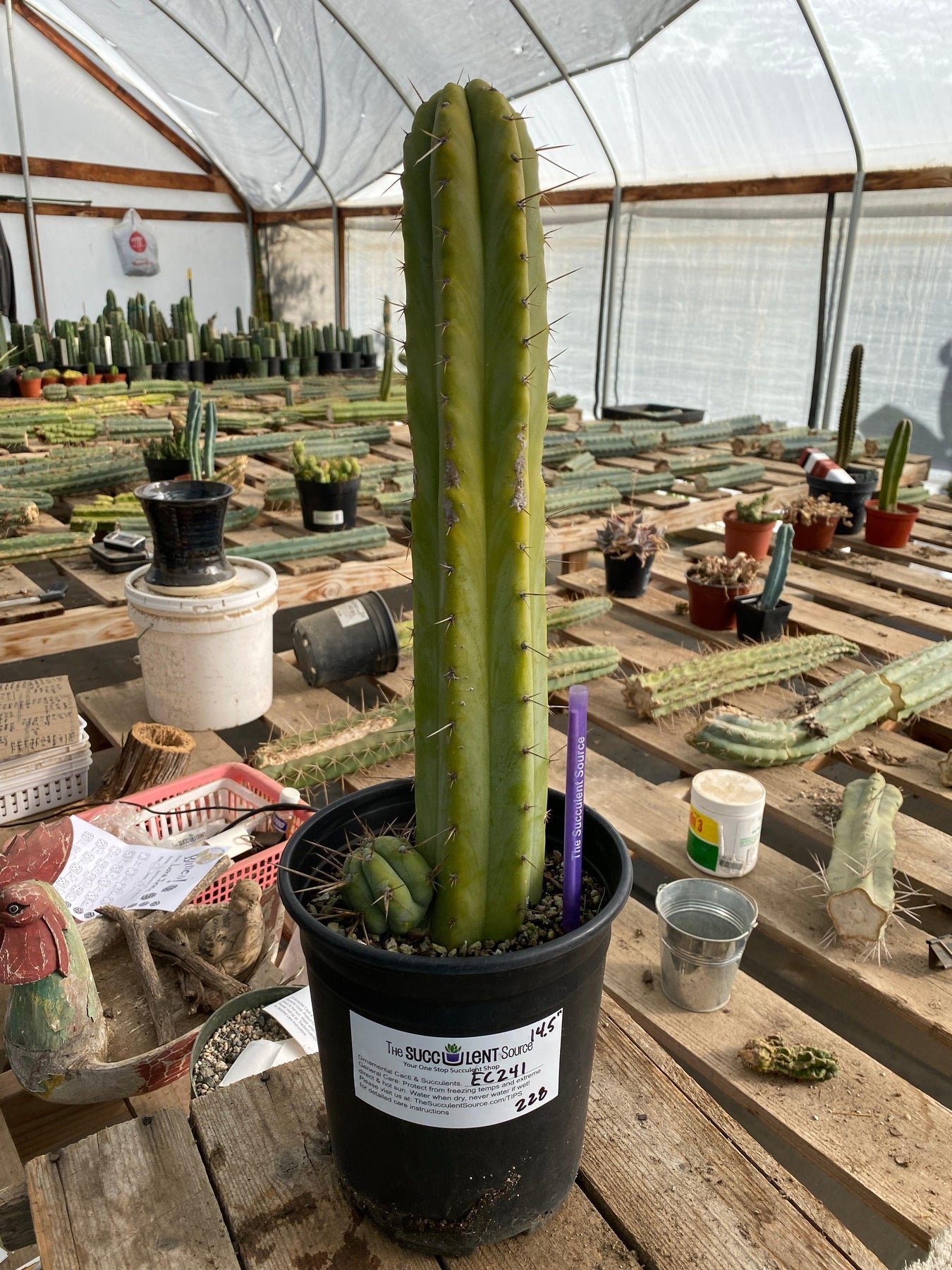#EC241 EXACT (species) Ornamental Cactus (14.5-Cactus - Large - Exact-The Succulent Source