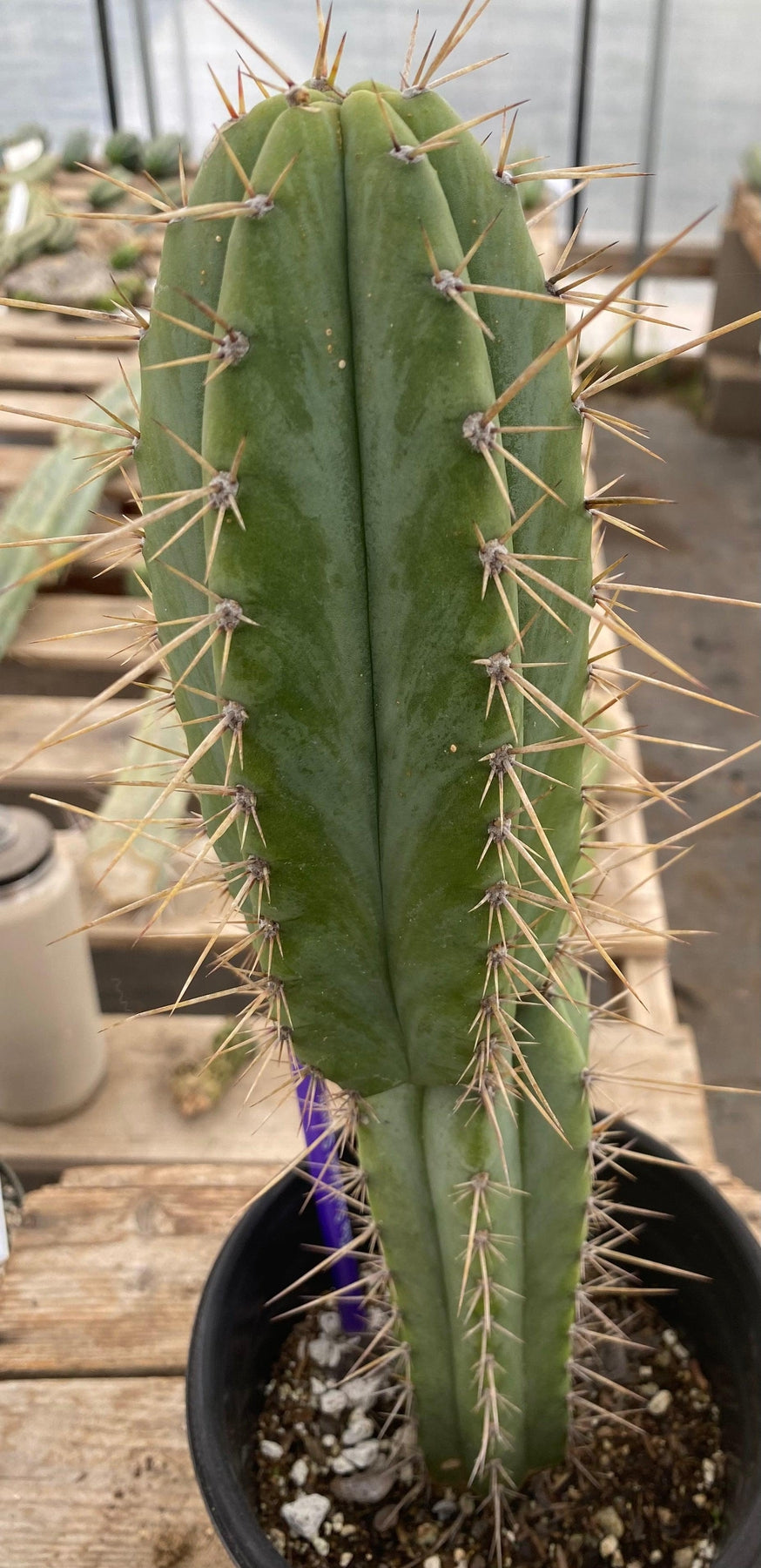 #EC244 EXACT (species) Ornamental Cactus (14.5)-Cactus - Large - Exact-The Succulent Source