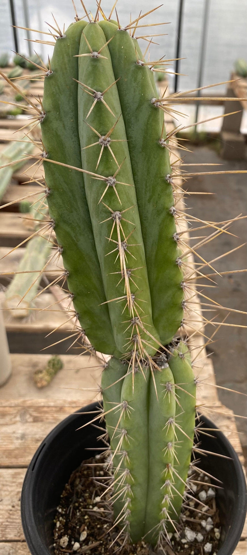 #EC244 EXACT (species) Ornamental Cactus (14.5)-Cactus - Large - Exact-The Succulent Source