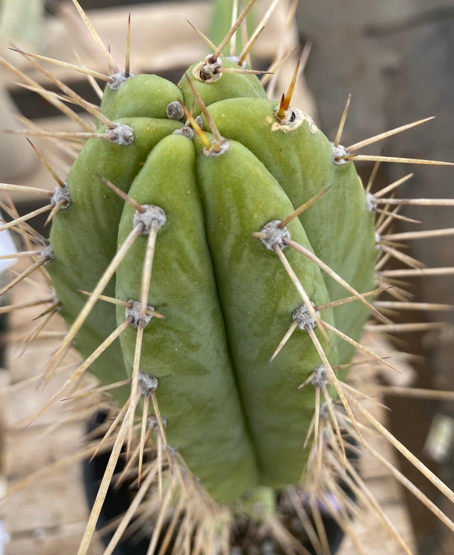#EC244 EXACT (species) Ornamental Cactus (14.5)-Cactus - Large - Exact-The Succulent Source