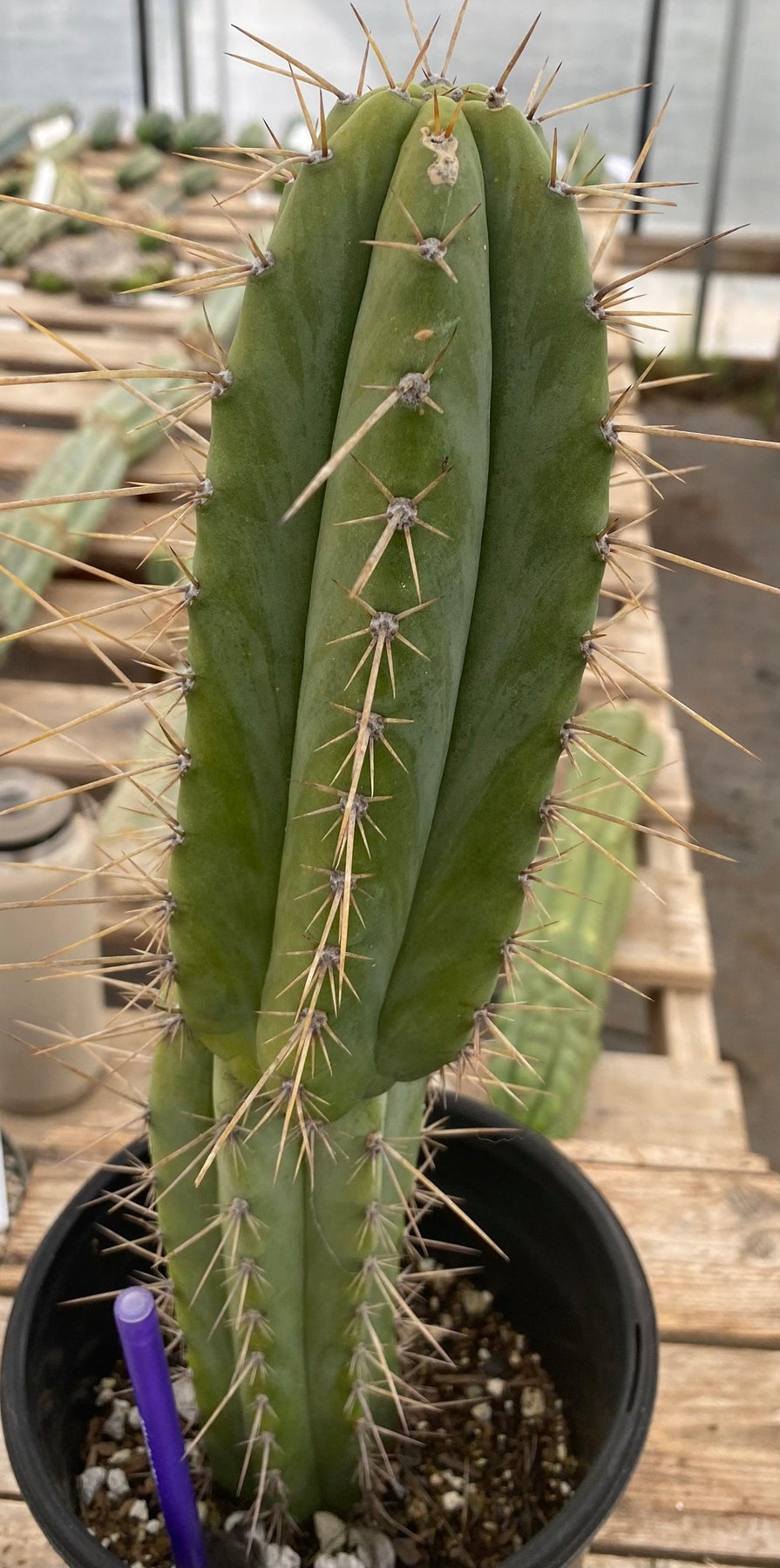 #EC244 EXACT (species) Ornamental Cactus (14.5)-Cactus - Large - Exact-The Succulent Source