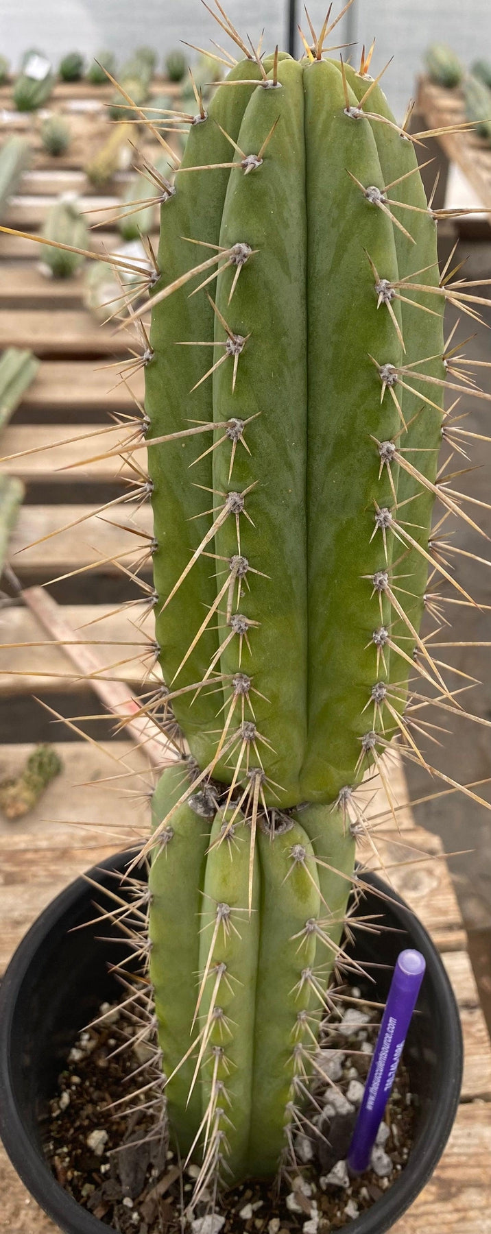 #EC244 EXACT Trichocereus Ornamental Cactus 14.5"