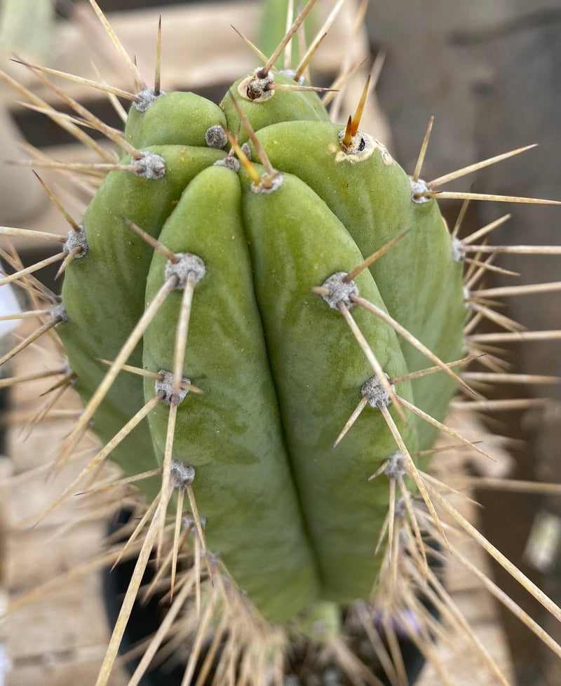 #EC244 EXACT Trichocereus Ornamental Cactus 14.5"
