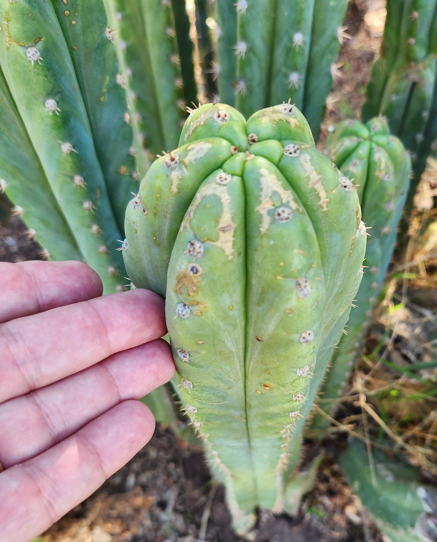 #EC250 EXACT Trichocereus Pachanoi "soontobenamed" Cactus Cutting 7-8"-Cactus - Large - Exact-The Succulent Source