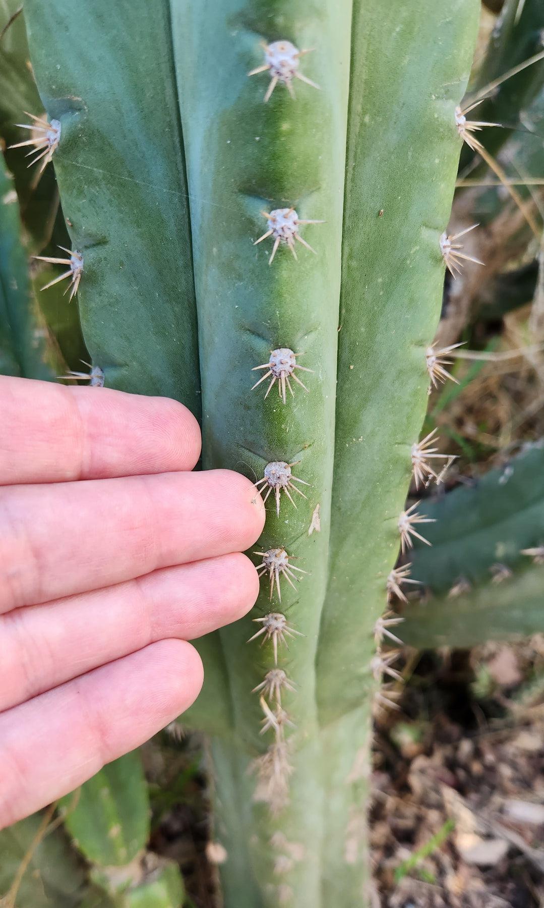 #EC250 EXACT Trichocereus Pachanoi "soontobenamed" Cactus Cutting 7-8"-Cactus - Large - Exact-The Succulent Source