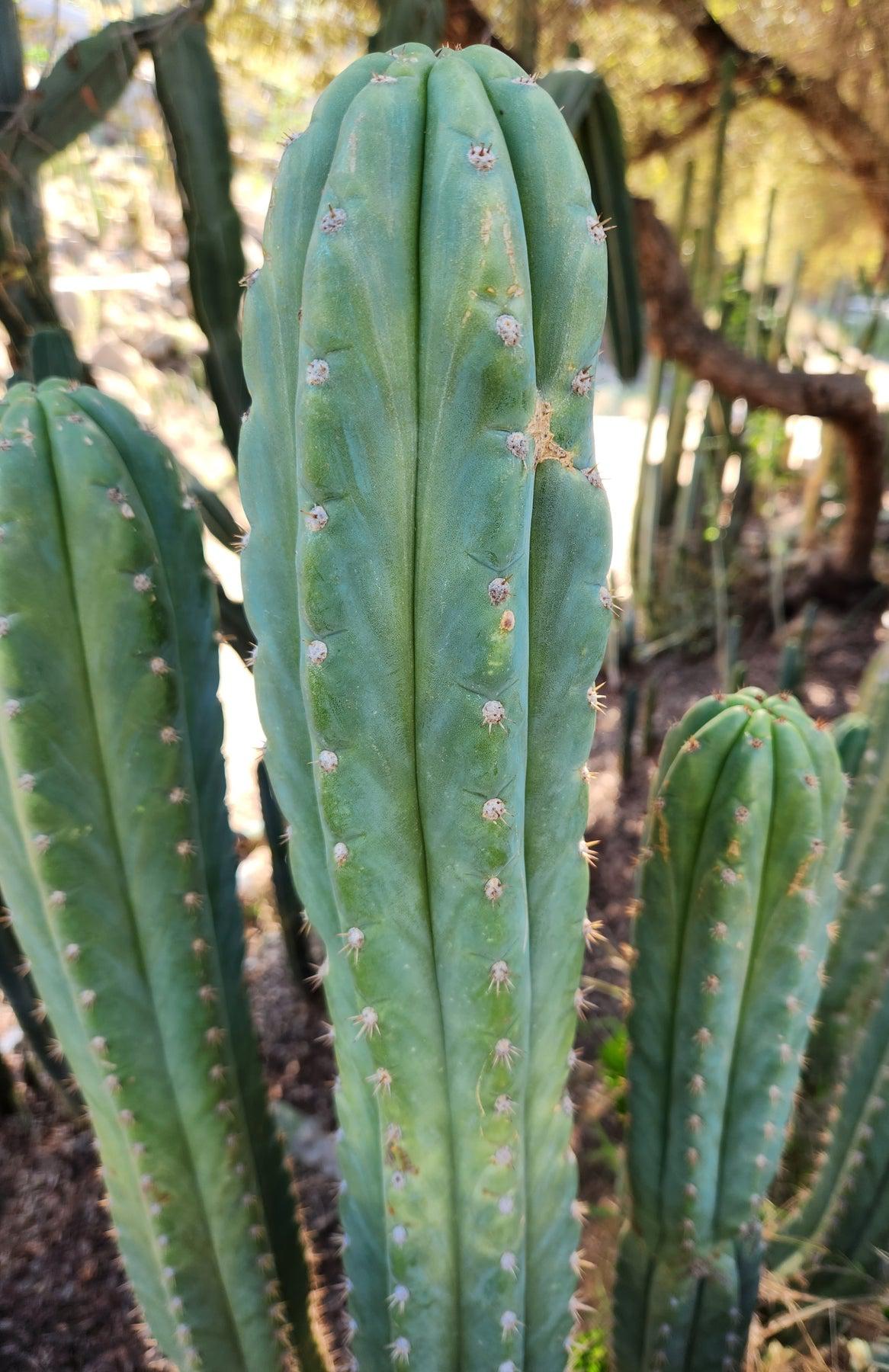 #EC250 EXACT Trichocereus Pachanoi "soontobenamed" Cactus Cutting 7-8"-Cactus - Large - Exact-The Succulent Source