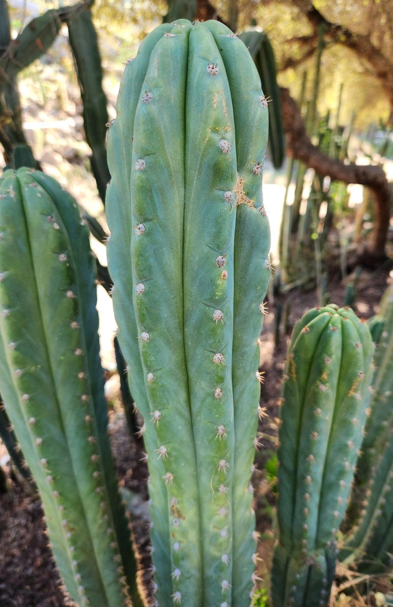 #EC250 EXACT Trichocereus Pachanoi "soontobenamed" Cactus Cutting 8-10"
