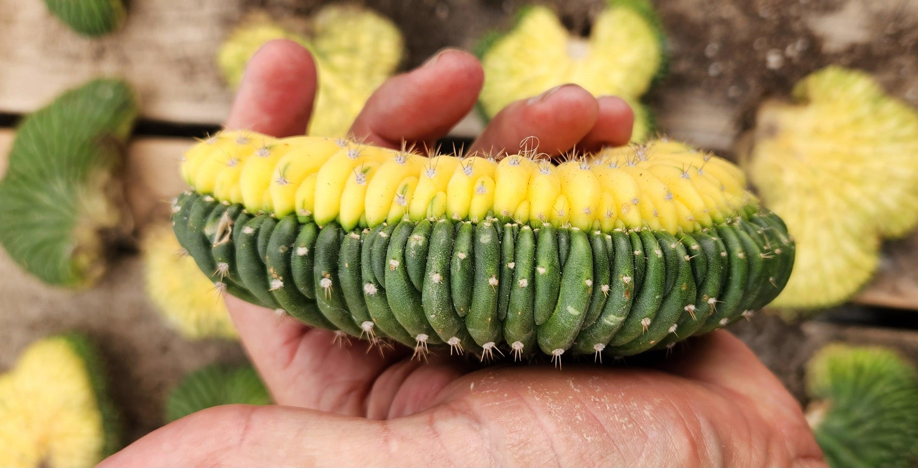 #EC260 EXACT Trichocereus Pachanoi Variegated and Crested Ornamental Cactus-Cactus - Large - Exact-The Succulent Source