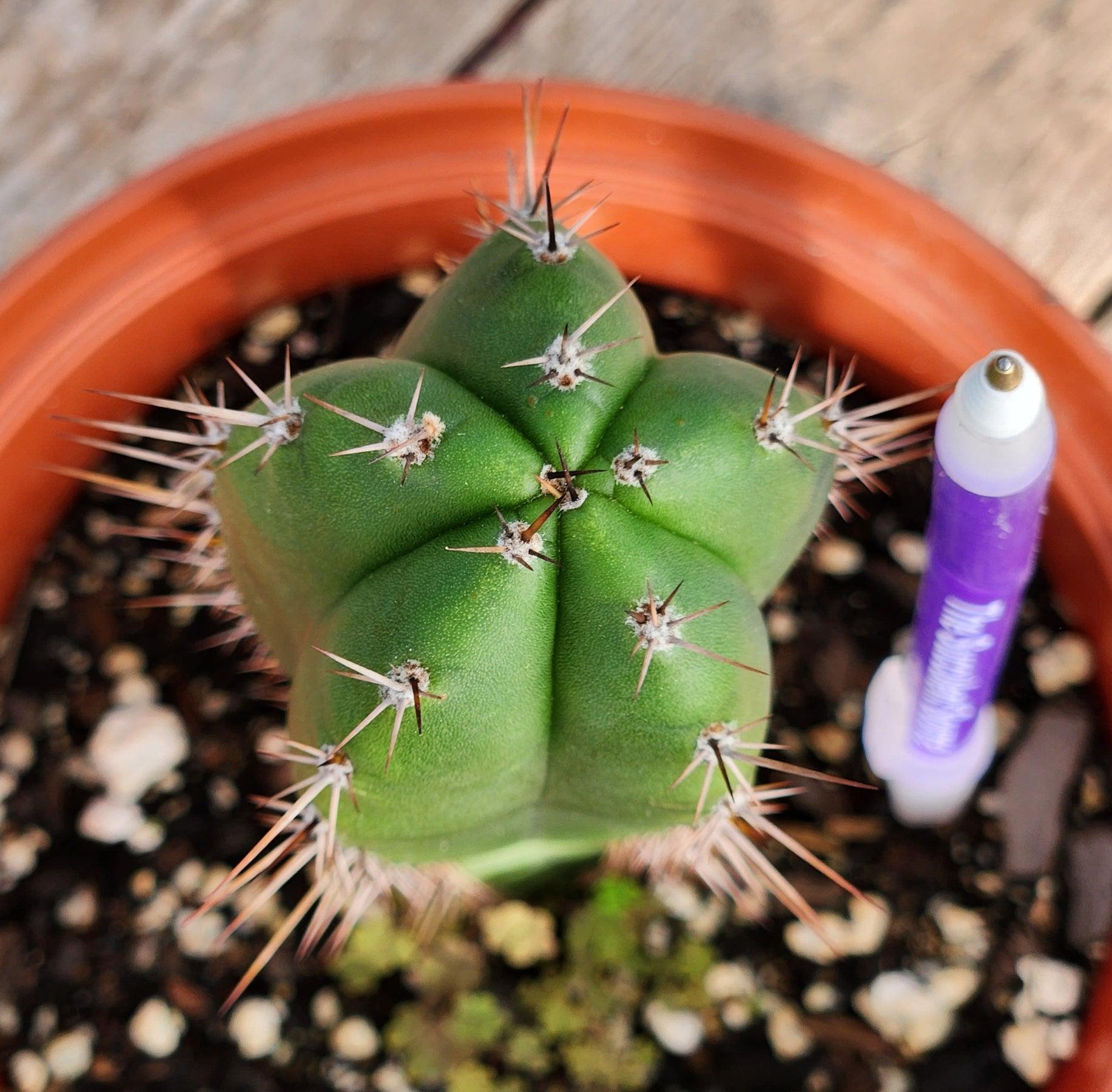 #EC265 EXACT Trichocereus Hybrid Pachanoi Jessica X Pachanoi Kimnach Cactus 6.5"-Cactus - Large - Exact-The Succulent Source