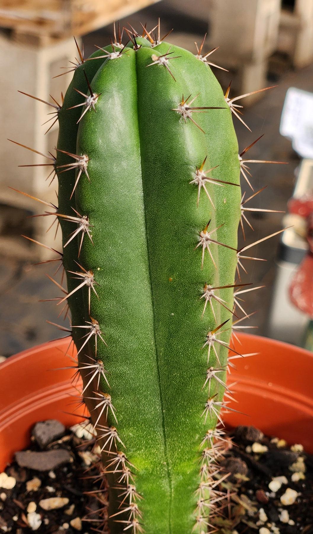 #EC265 EXACT Trichocereus Hybrid Pachanoi Jessica X Pachanoi Kimnach Cactus 6.5"-Cactus - Large - Exact-The Succulent Source