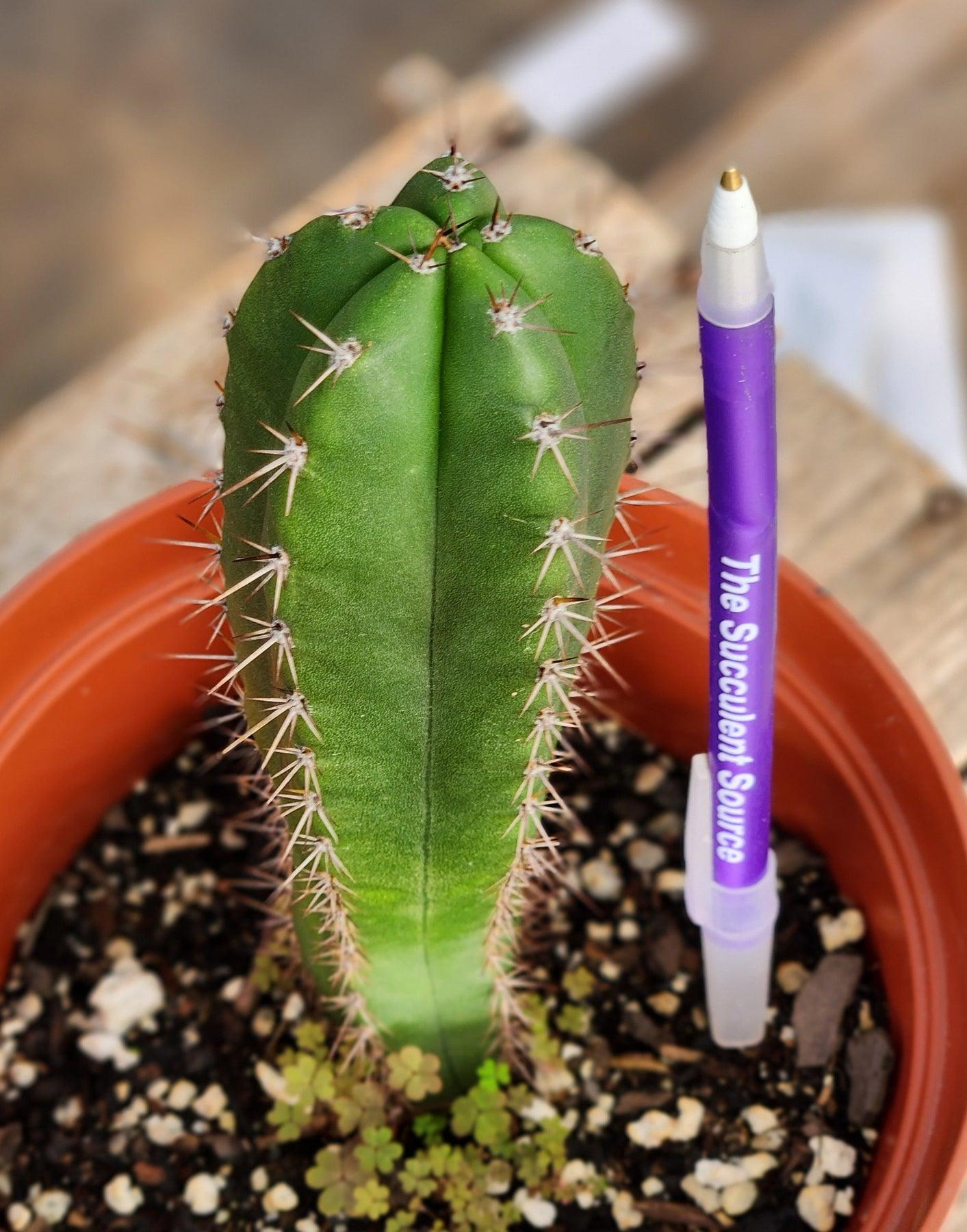 #EC265 EXACT Trichocereus Hybrid Pachanoi Jessica X Pachanoi Kimnach Cactus 6.5"-Cactus - Large - Exact-The Succulent Source
