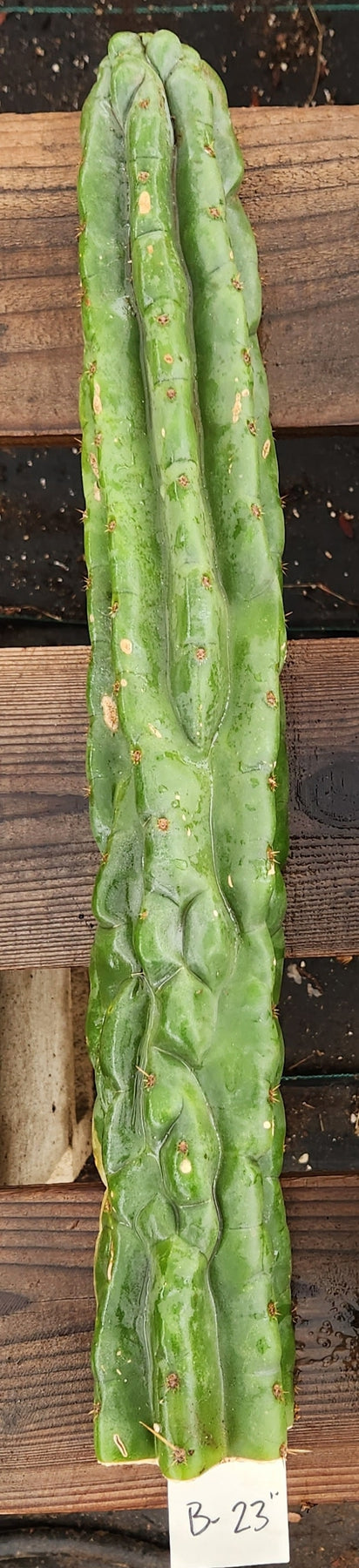 #EC267 EXACT Trichocereus Pachanoi Monstrose TPM Cactus Cuttings-Cactus - Large - Exact-The Succulent Source