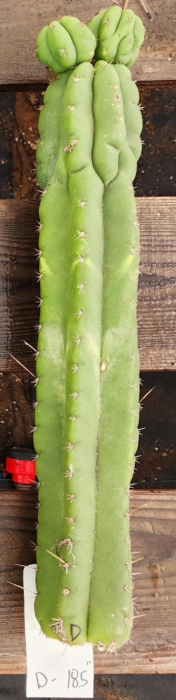 #EC267 EXACT Trichocereus Pachanoi Monstrose TPM Cactus Cuttings-Cactus - Large - Exact-The Succulent Source
