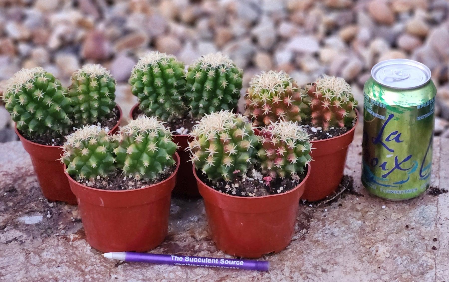 #EC280 EXACT Echinocactus Grusonii Brevispinus Cactus-Cactus - Large - Exact-The Succulent Source