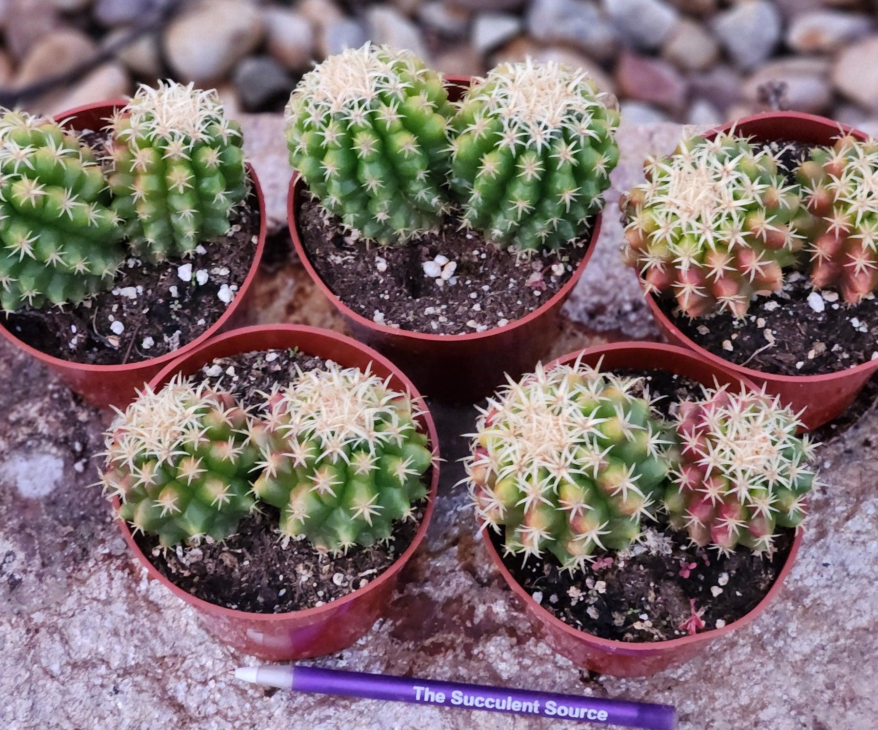 #EC280 EXACT Echinocactus Grusonii Brevispinus Cactus-Cactus - Large - Exact-The Succulent Source