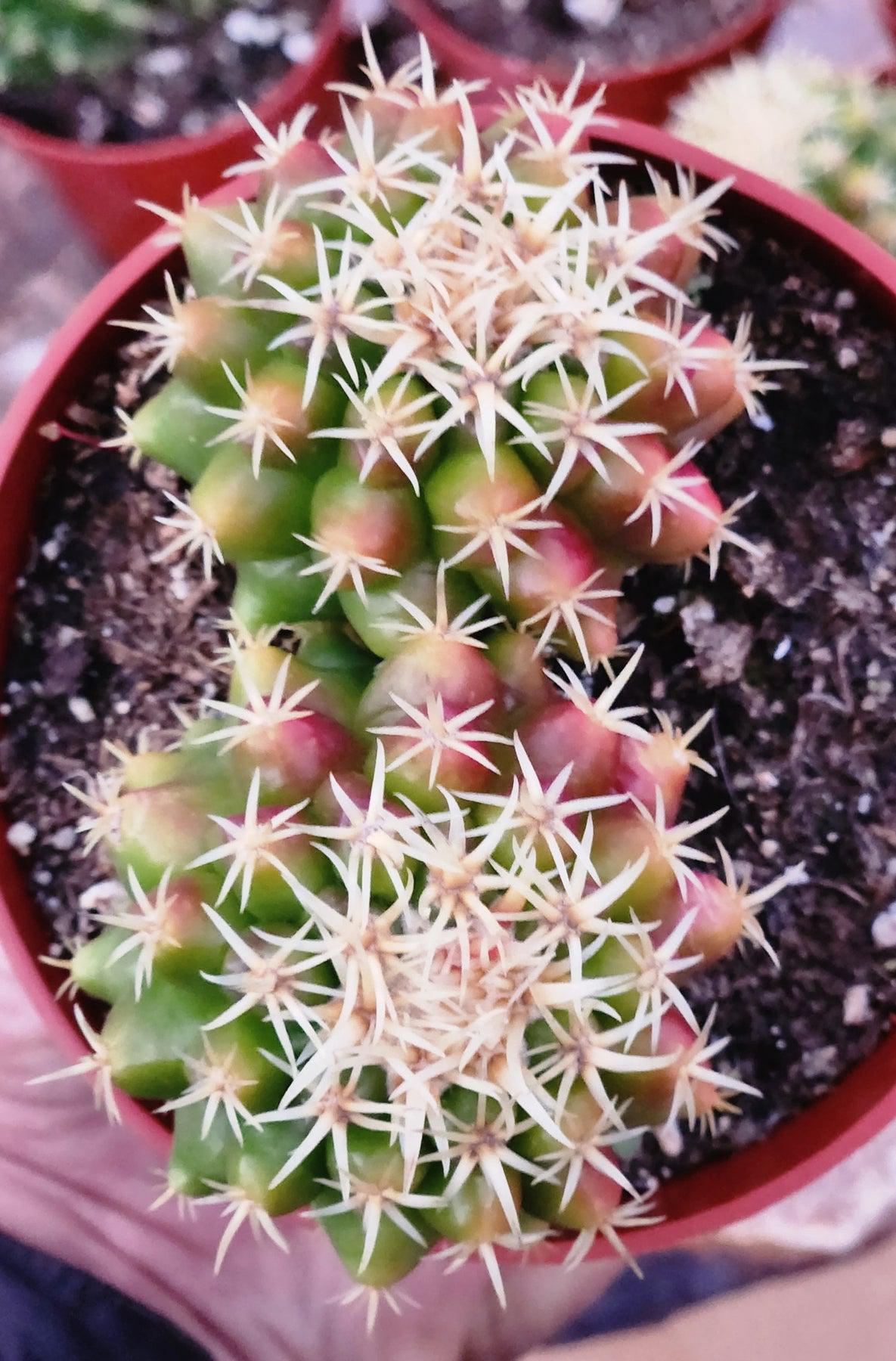 #EC280 EXACT Echinocactus Grusonii Brevispinus Cactus-Cactus - Large - Exact-The Succulent Source