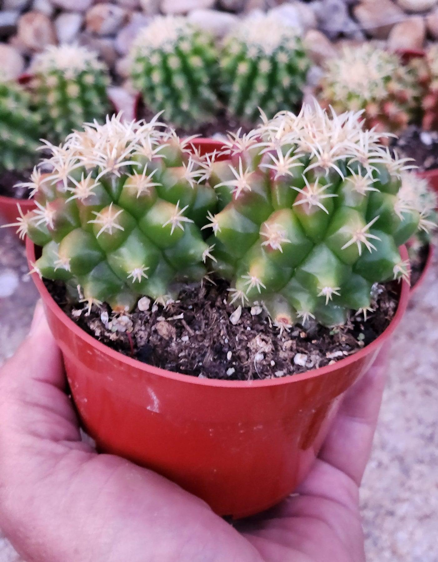 #EC280 EXACT Echinocactus Grusonii Brevispinus Cactus-Cactus - Large - Exact-The Succulent Source