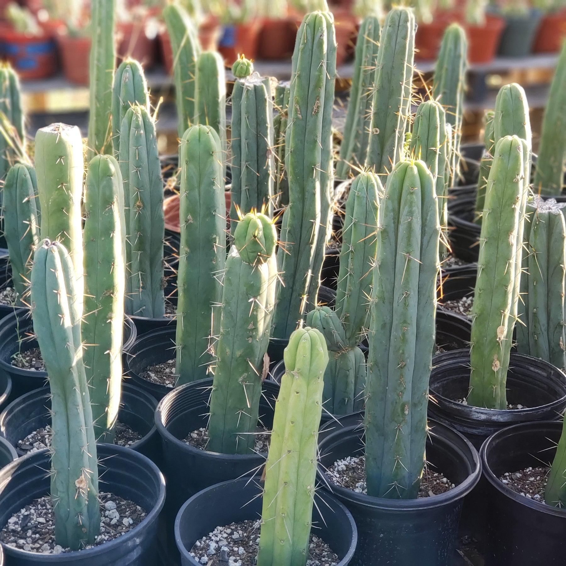 #EC29 EXACT Trichocereus Bridgesii Bargain Basic Potted Cactus 12-14"-Cactus - Large - Exact-The Succulent Source