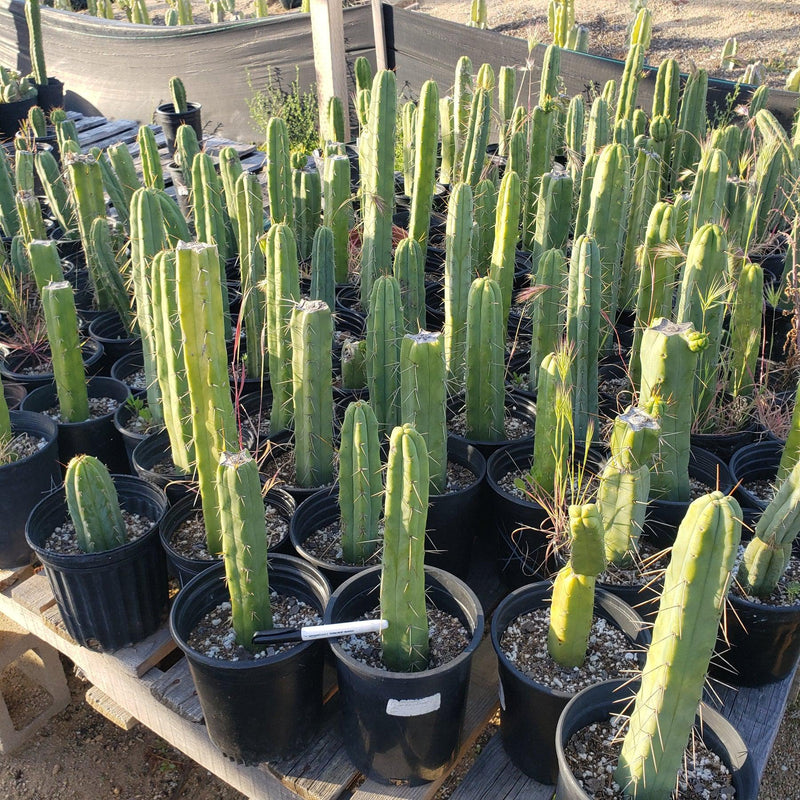 #EC29 EXACT Trichocereus Bridgesii Bargain Basic Potted Cactus 12-14"