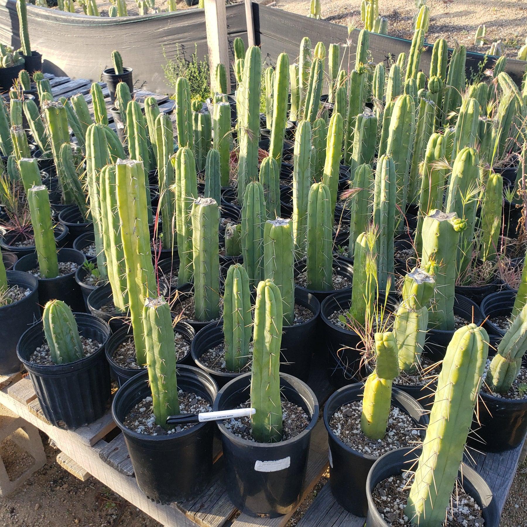 #EC29 EXACT Trichocereus Bridgesii Bargain Basic Potted Cactus 12-14"-Cactus - Large - Exact-The Succulent Source