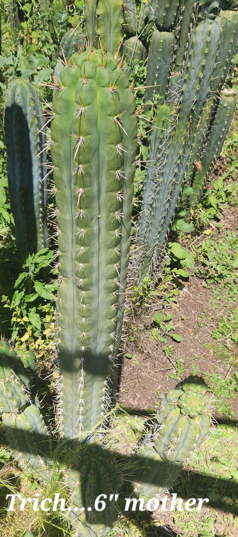 #EC297 EXACT Jude's Trichocereus Ornamental Cactus Cuttings-Cactus - Large - Exact-The Succulent Source