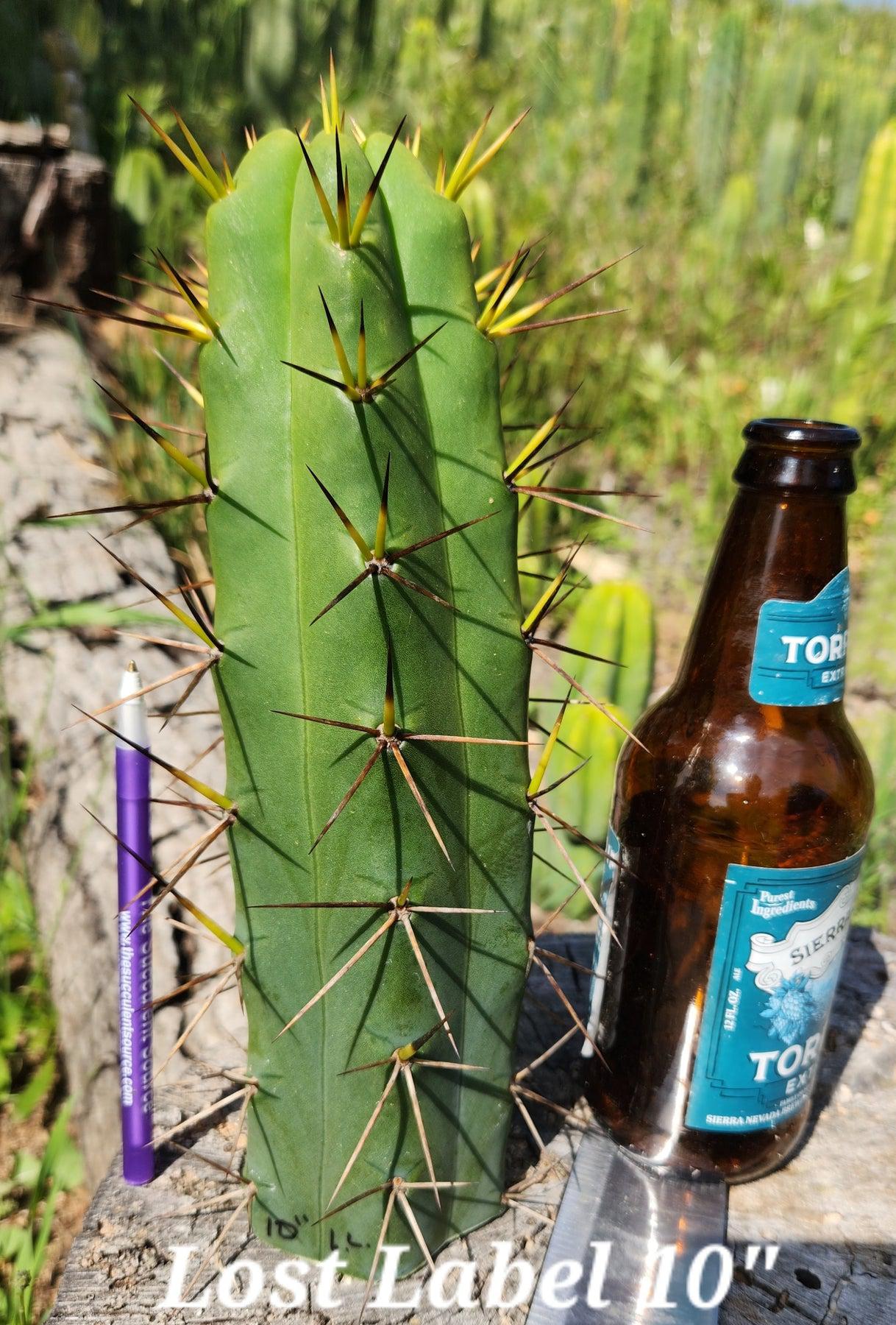 #EC297 EXACT Jude's Trichocereus Ornamental Cactus Cuttings-Cactus - Large - Exact-The Succulent Source