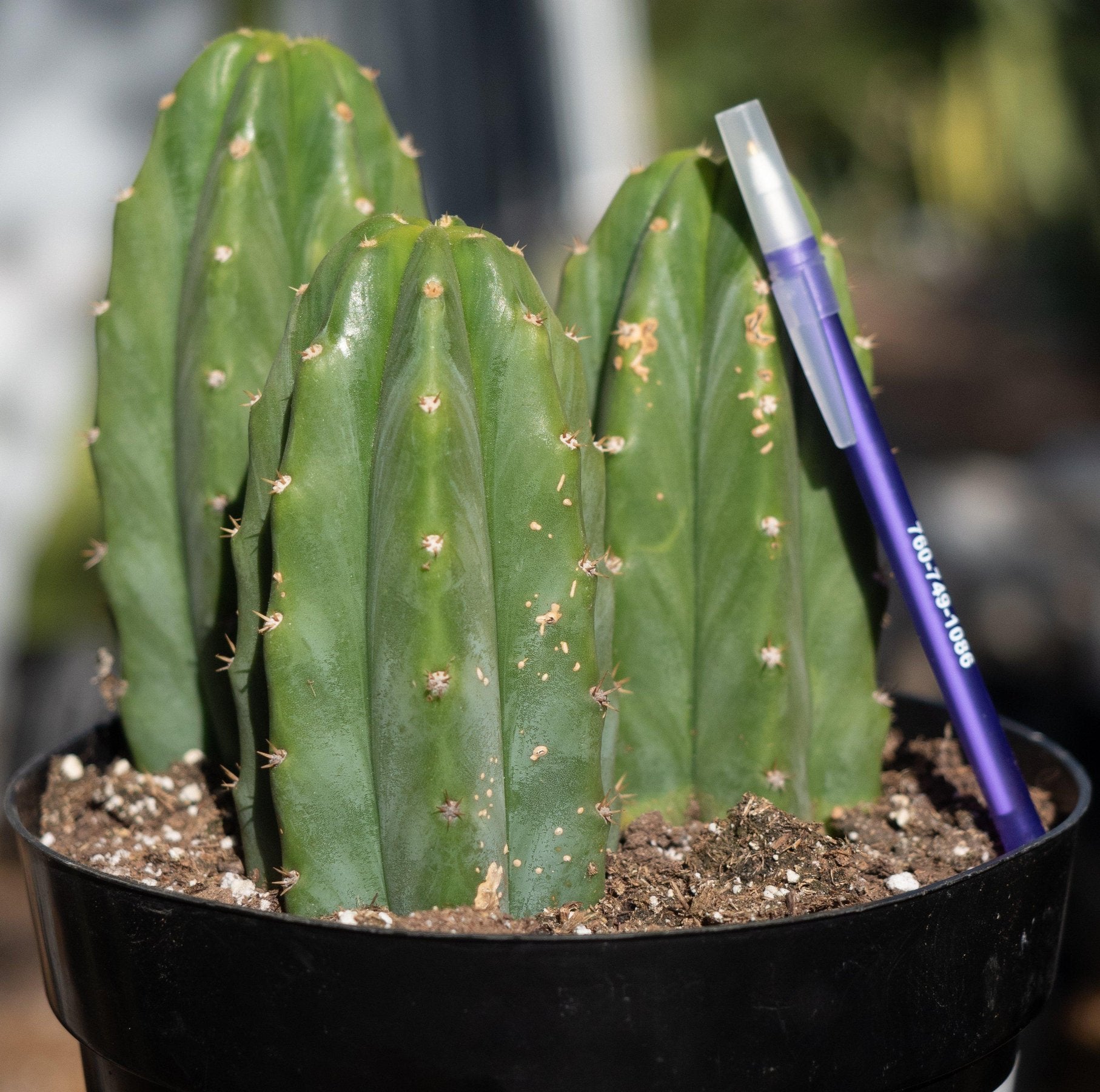 #EC33 EXACT Trichocereus Pachanoi "PC" Cactus 6,5,4"-Cactus - Large - Exact-The Succulent Source