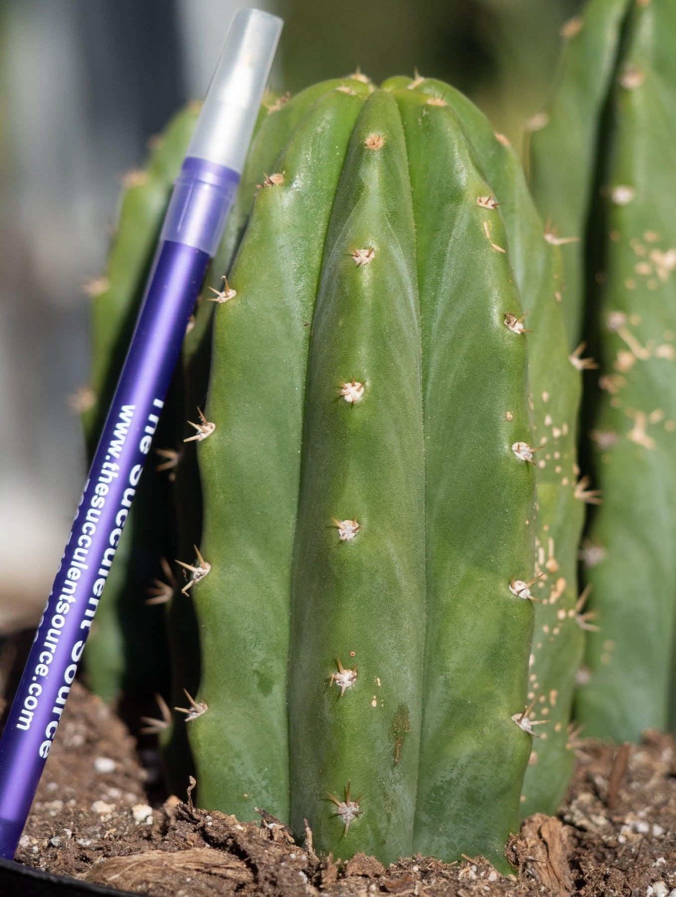 #EC33 EXACT Trichocereus Pachanoi "PC" Cactus 6,5,4"-Cactus - Large - Exact-The Succulent Source