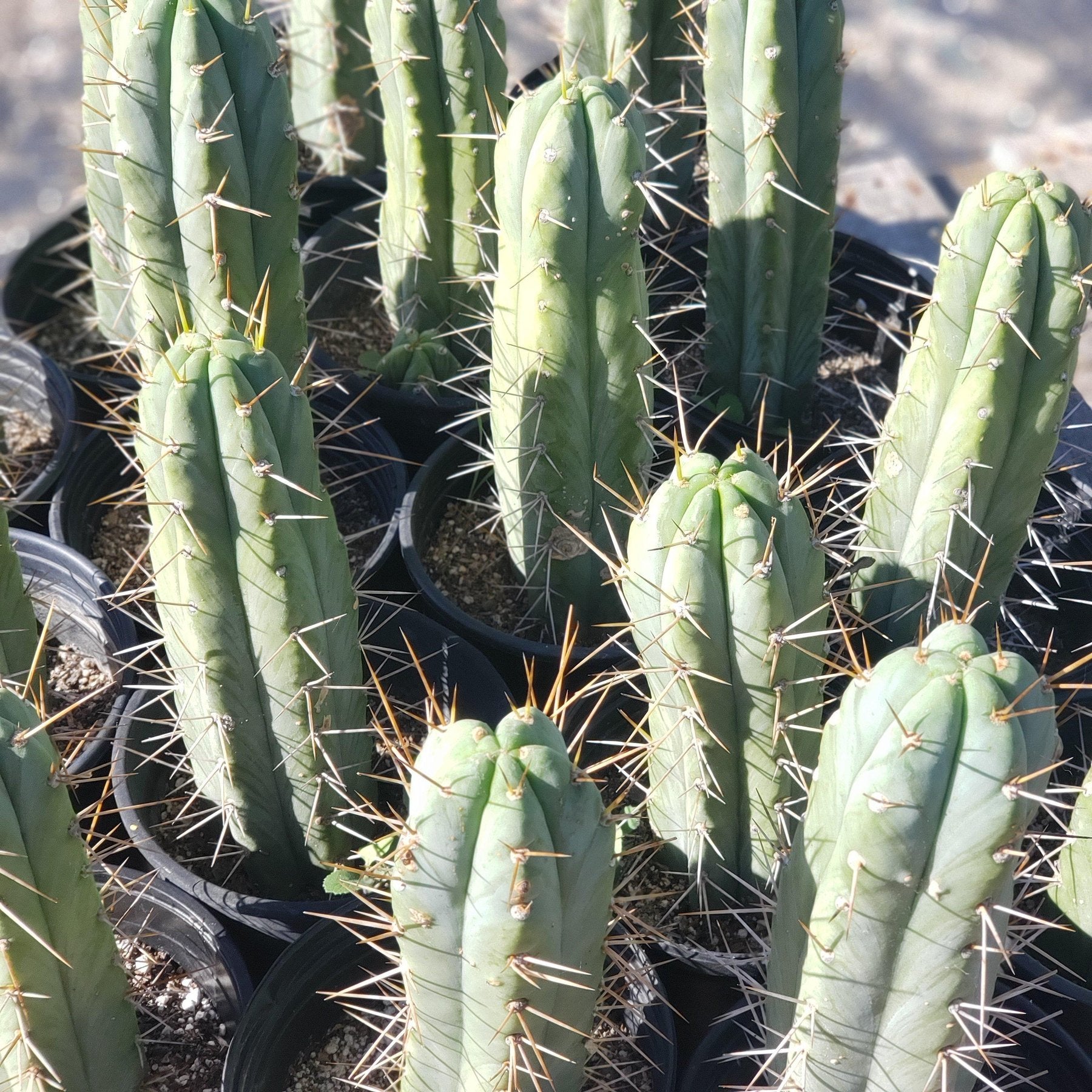#EC44 EXACT Trichocereus Bridgesii "Jiimz Strong Spine" Cactus-Cactus - Large - Exact-The Succulent Source