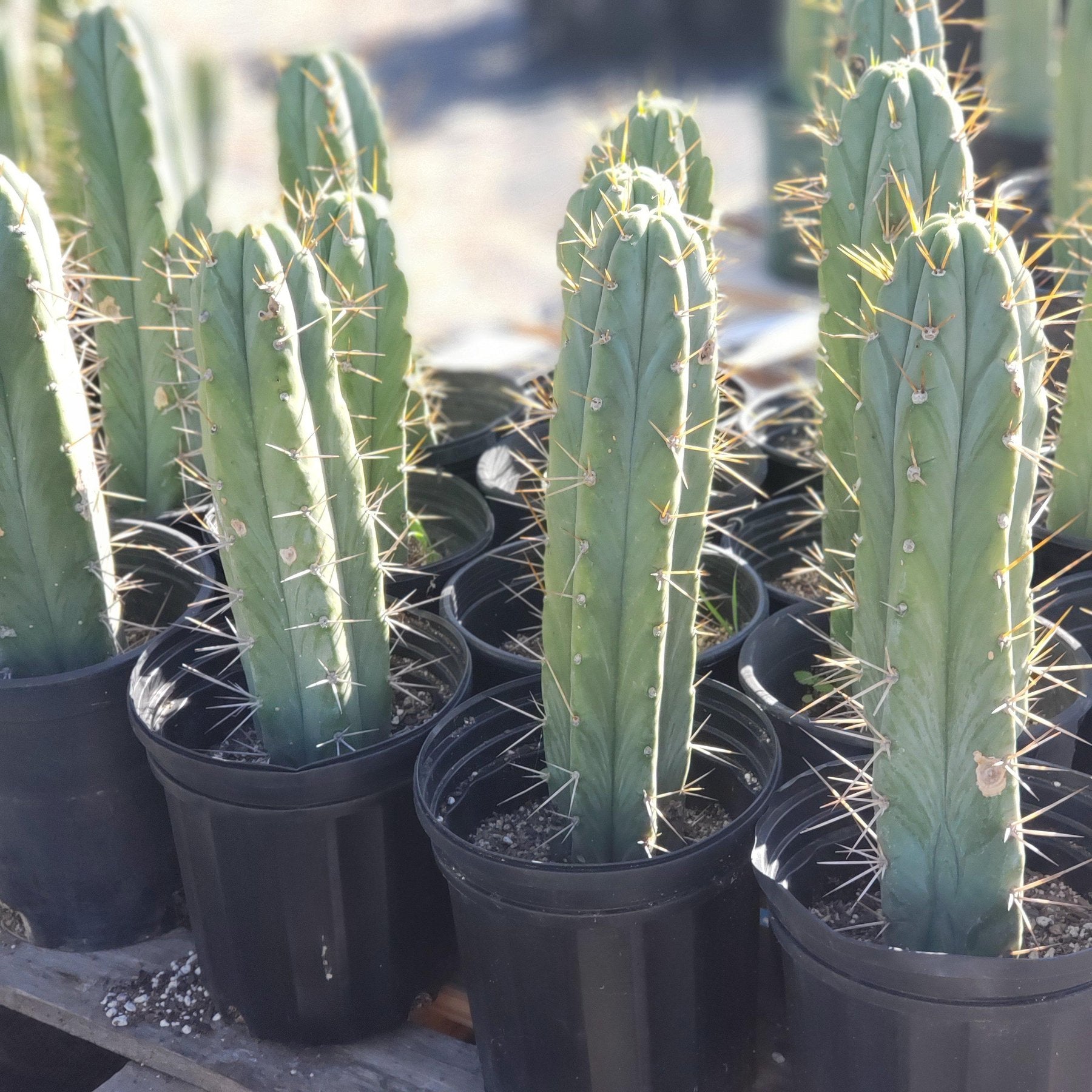 EC44 EXACT Trichocereus Bridgesii 