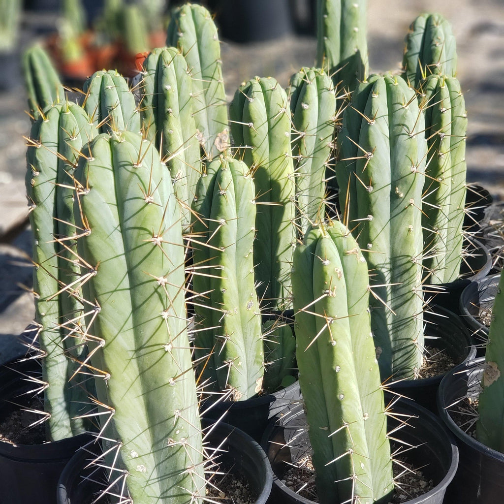San Pedro Cactus for Sale Trichocereus EC44 EXACT Trichocereus