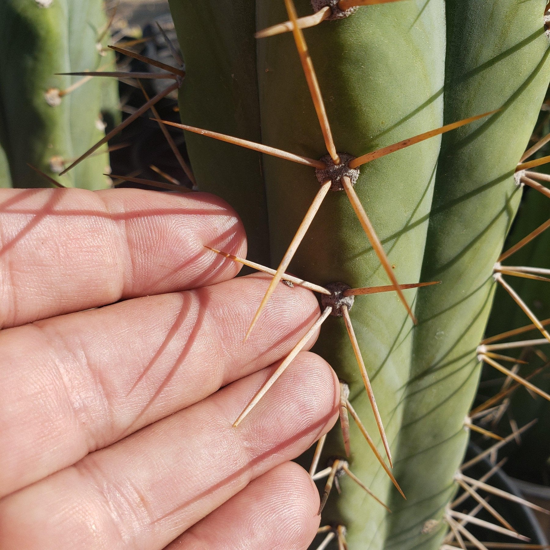 #EC44 EXACT Trichocereus Bridgesii "Jiimz Strong Spine" Cactus-Cactus - Large - Exact-The Succulent Source