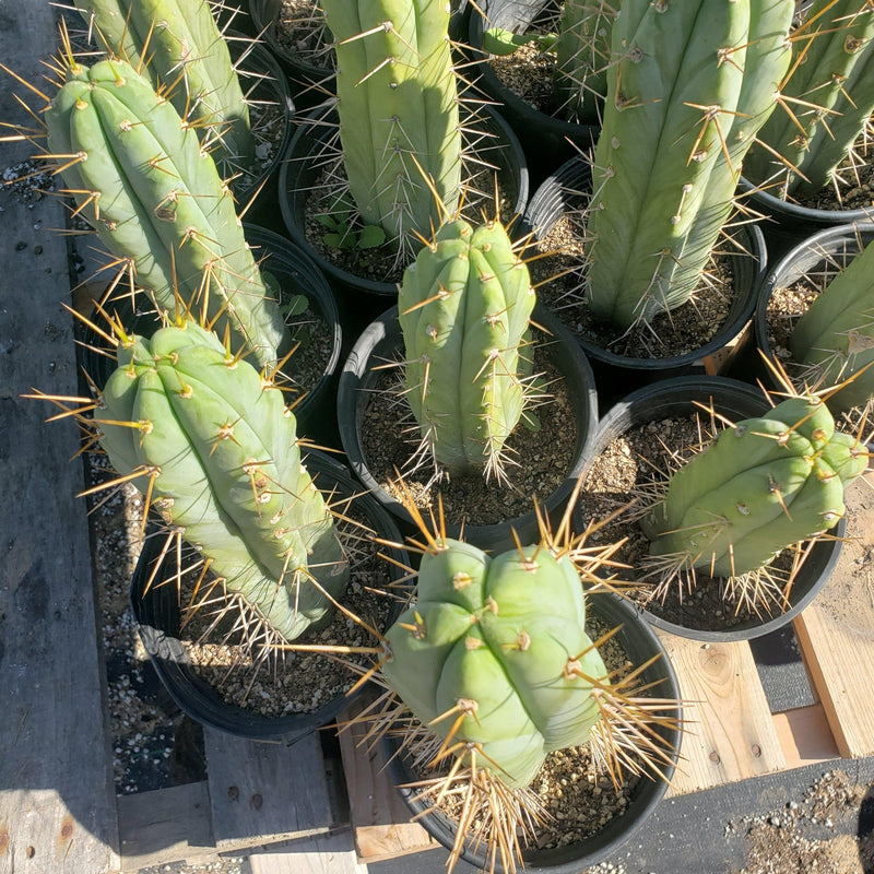 #EC44 EXACT Trichocereus Bridgesii "Jiimz Strong Spine" Cactus