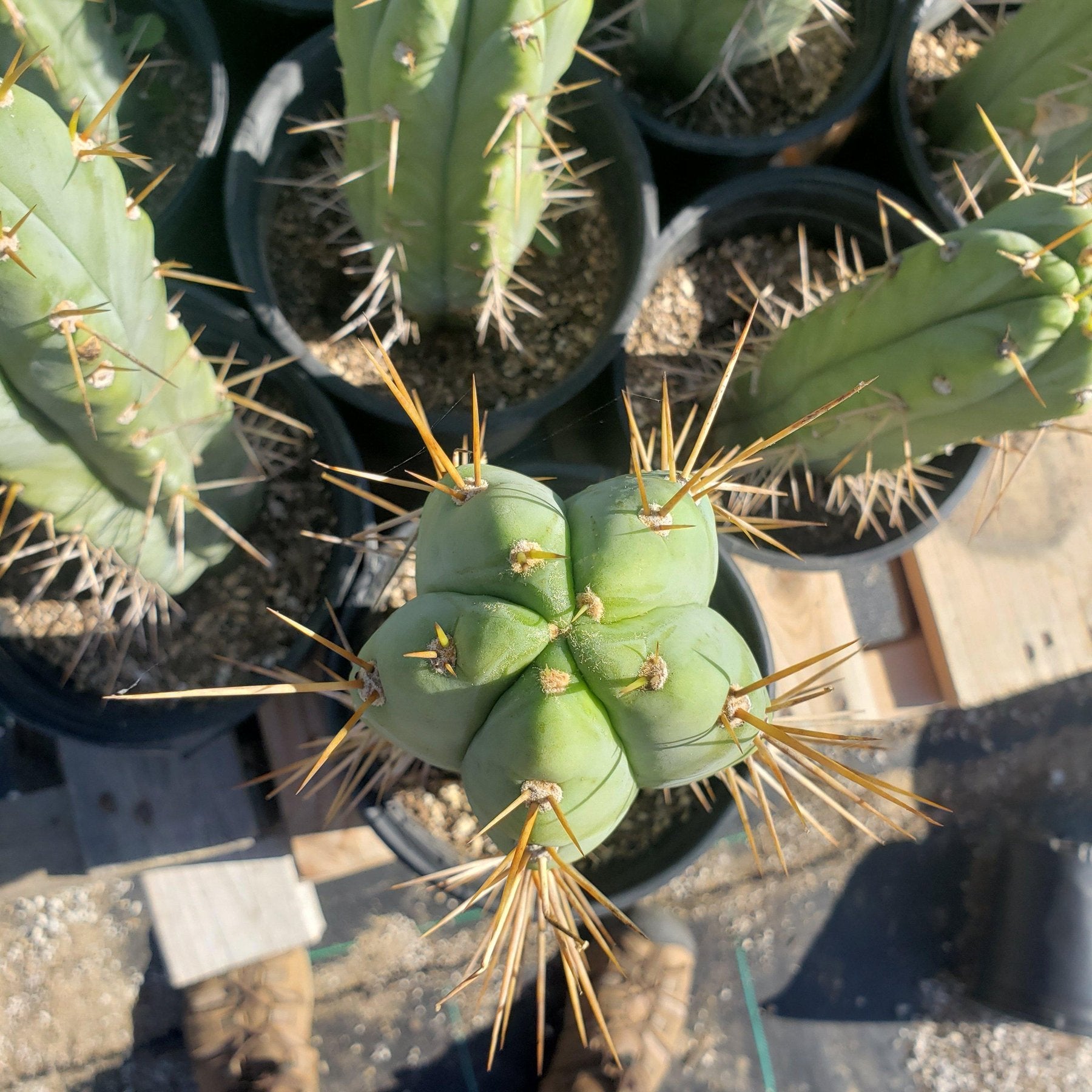 CACTUS GREEN strong spine ホリダ San Pedro Cactus for Sale Trichocereus - #EC44 EXACT Trichocereus