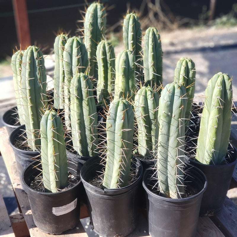 #EC44 EXACT Trichocereus Bridgesii "Jiimz Strong Spine" Cactus