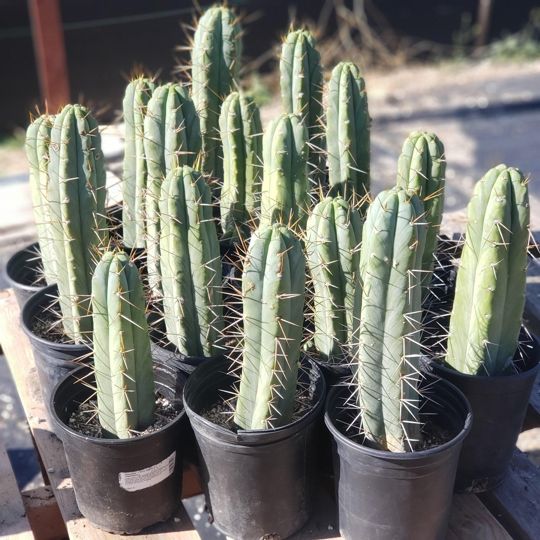 #EC44 EXACT Trichocereus Bridgesii "Jiimz Strong Spine" Cactus-Cactus - Large - Exact-The Succulent Source