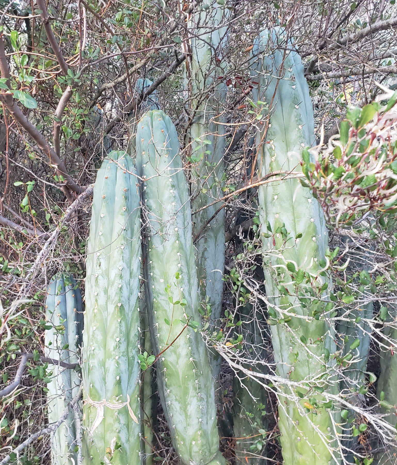 #EC52 EXACT Trichocereus Peruvianus "Perseverance" Cactus Cutting 8.5"-Cactus - Large - Exact-The Succulent Source