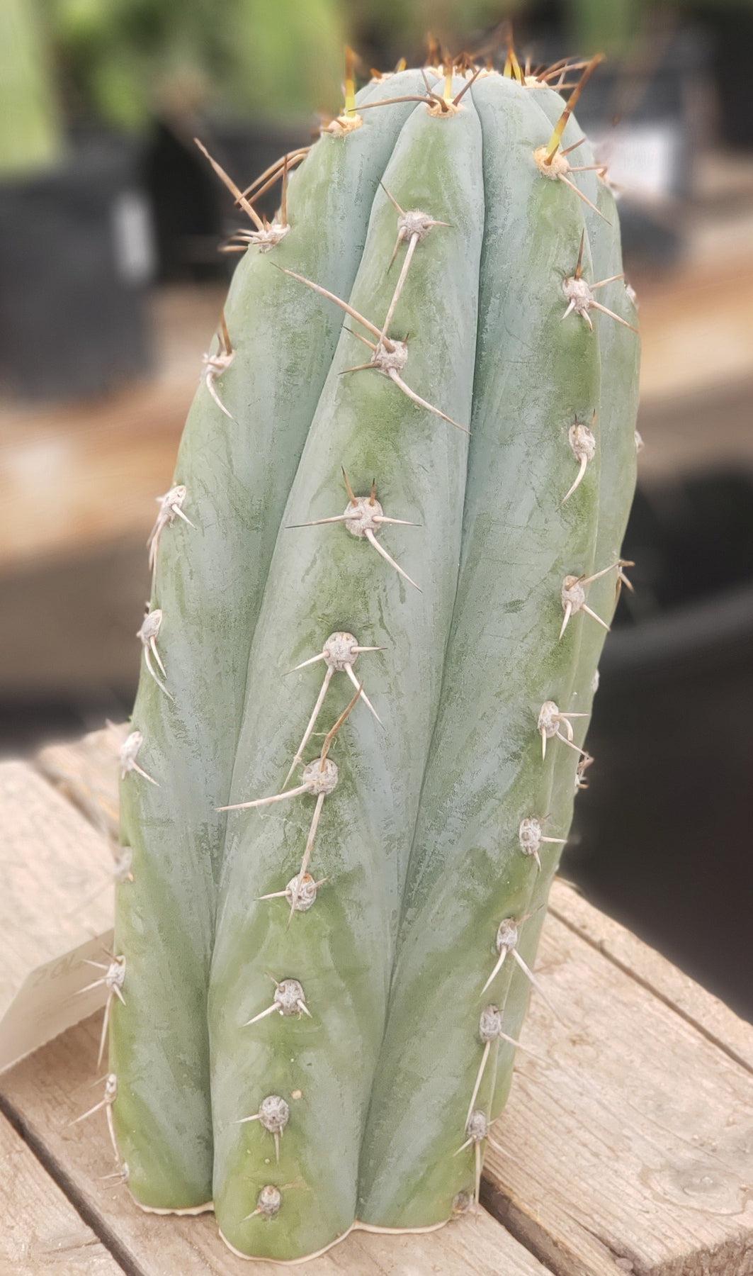 #EC52 EXACT Trichocereus Peruvianus "Perseverance #3" Cactus Cutting 10.5"-Cactus - Large - Exact-The Succulent Source