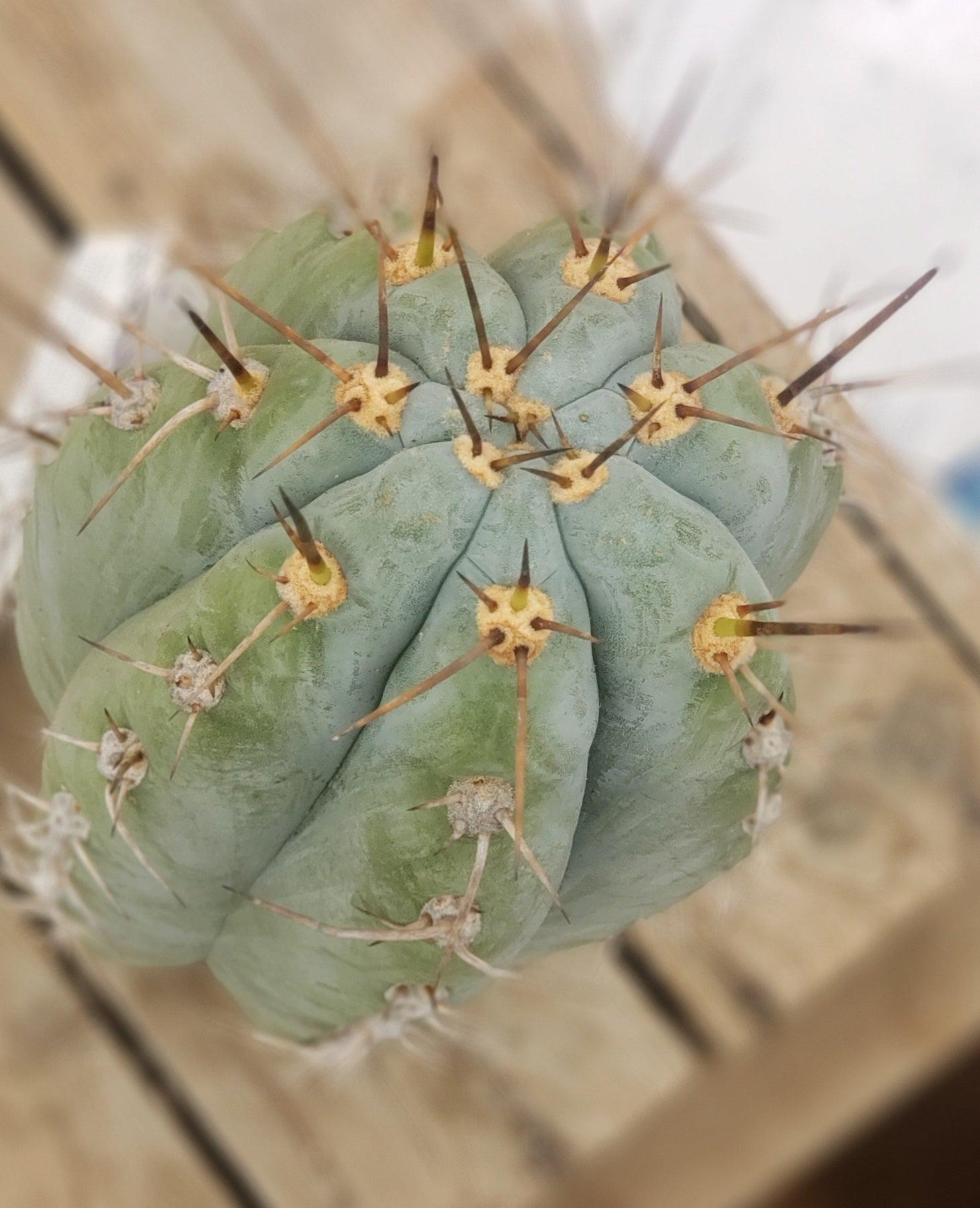 #EC52 EXACT Trichocereus Peruvianus "Perseverance #3" Cactus Cutting 10.5"-Cactus - Large - Exact-The Succulent Source