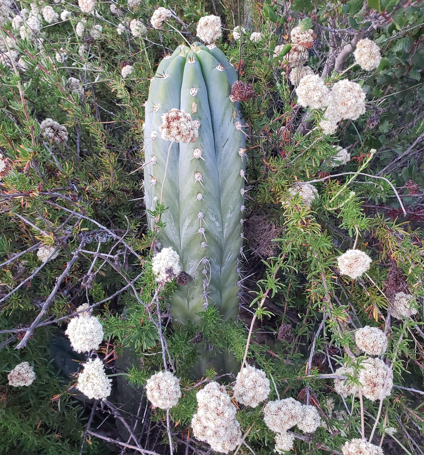 #EC52 EXACT Trichocereus Peruvianus "Perseverance" Cactus Cutting 8.5"-Cactus - Large - Exact-The Succulent Source