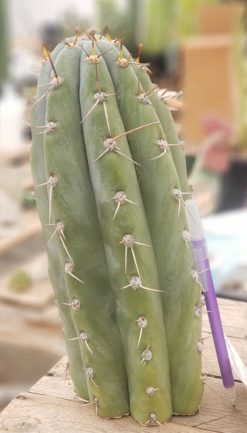 #EC52 EXACT Trichocereus Peruvianus "Perseverance #3" Cactus Cutting 10.5"