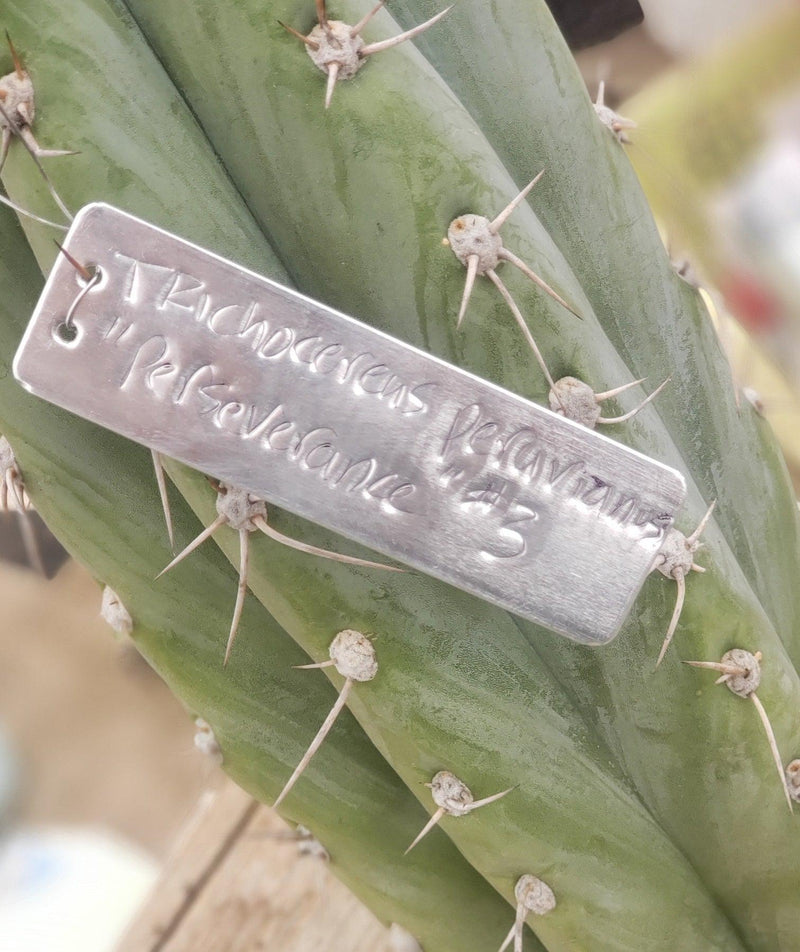 #EC52 EXACT Trichocereus Peruvianus "Perseverance #3" Cactus Cutting 10.5"