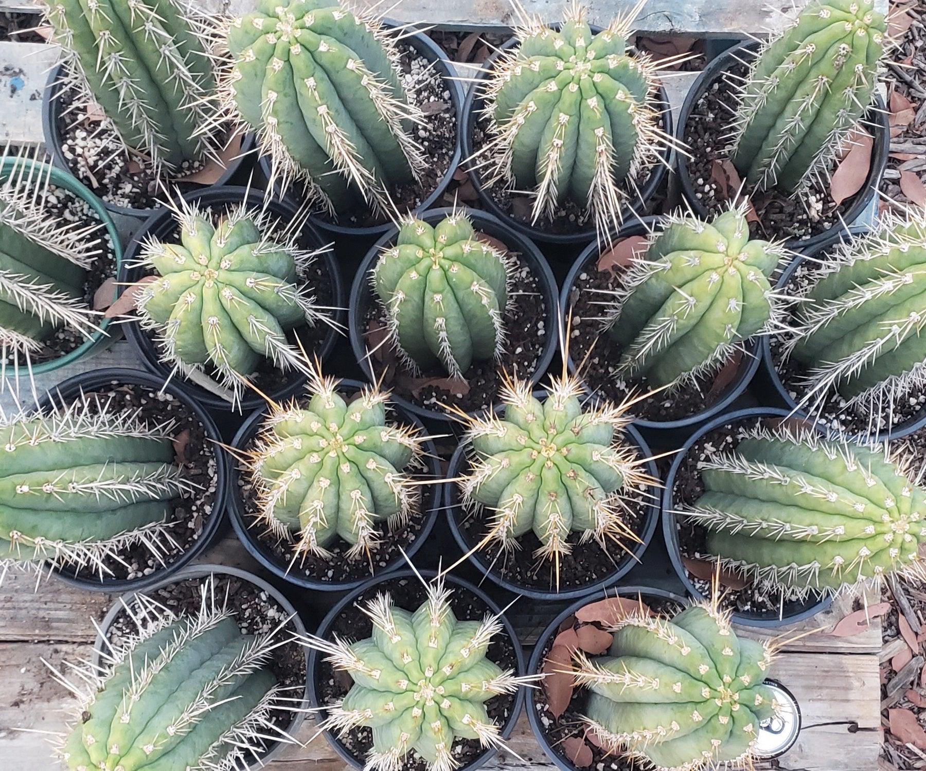 #EC53 EXACT Trichocereus Facebook Promo Cactus 12-14"-Cactus - Large - Exact-The Succulent Source