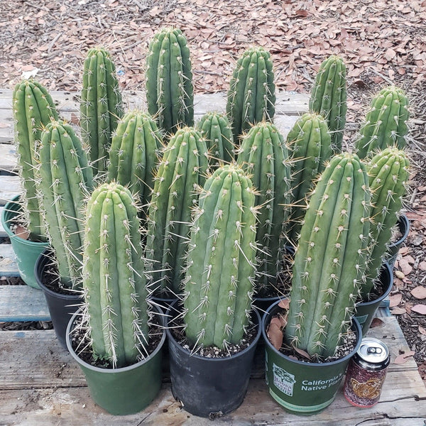 #EC53 EXACT Trichocereus Facebook Promo Cactus 12-14