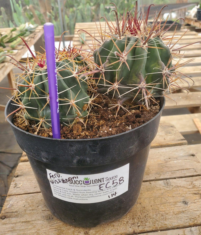 #EC58 EXACT Ferocactus Wislezenii Cactus specimen